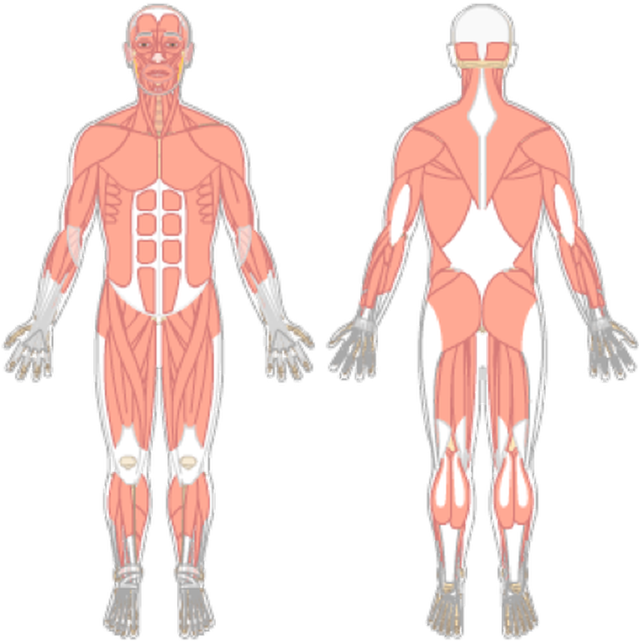 Soreness body map